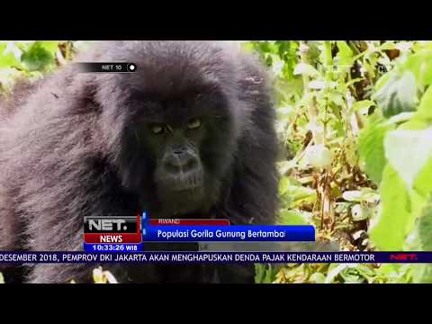 Video: Gorila gunung: foto, penerangan