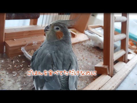 文鳥に怒られて逃げ腰になるオカメインコ A cockatiel who gets angry with a Java sparrow and runs away