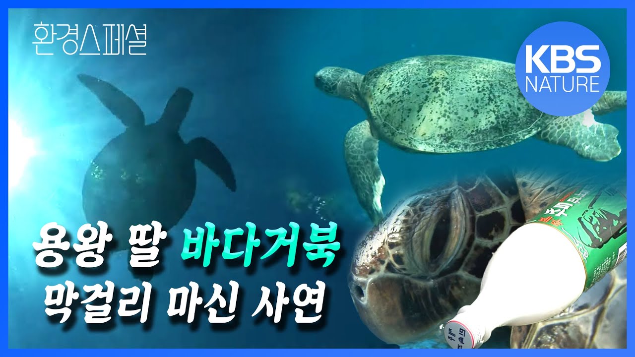 2시간 잠수 가능, 수영 시속 24km, 능력자 바다거북 해녀와 눈 맞춘 사연은? [환경스페셜-그곳엔 바다거북이 산다 ...