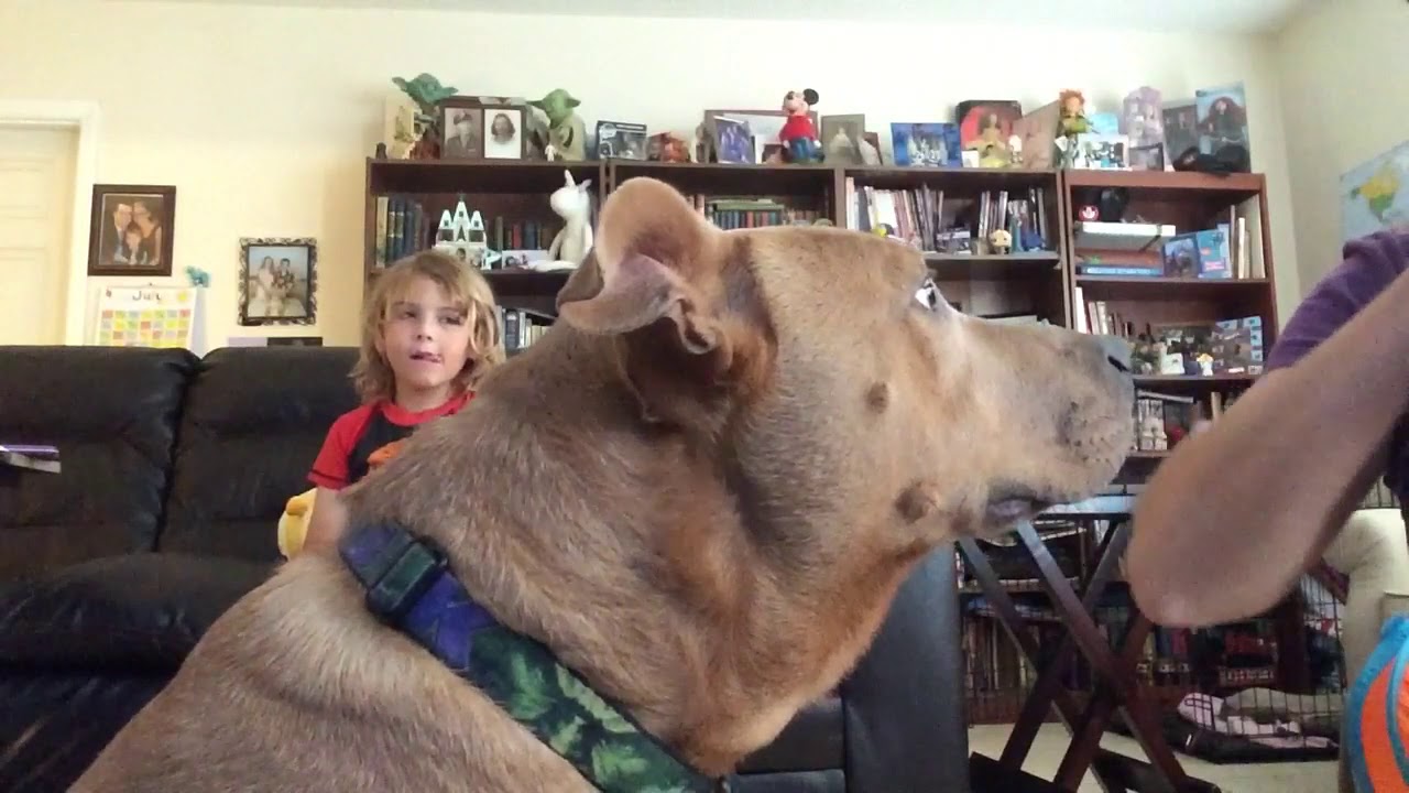 July Super Chewer Bark Box Unboxing