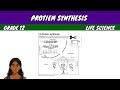 Protein Synthesis Grade 12 Life Science Protein Synthesis Grade 12 Life Science