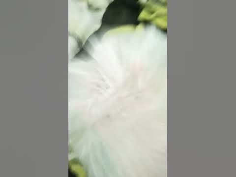 чундра чучундра - YouTube