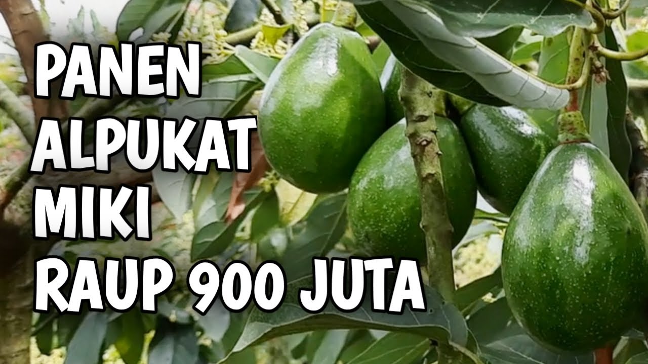Panen Alpukat Miki Membuat Petani Kaya Raya