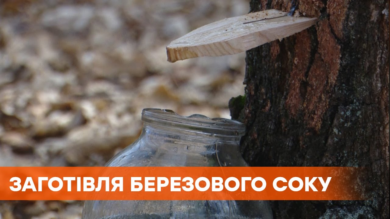 С лимоном, мятой, каркаде и конфетами: необычные рецепты березового ...