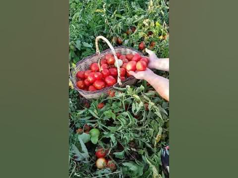 Помидор өсіру.Қызанақ помидор диханшылық.Диханшылық помидор помидор ...