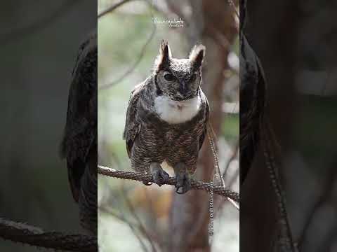 Vídeo: Corujas domésticas. Coruja - foto. ave de rapina noturna