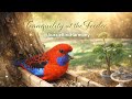 Your Cat Will Love This 🐱 3.5 Hours of Birds &amp; Gentle Piano Ambience