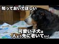 犬を飼う前に見て欲しい老犬介護の現実