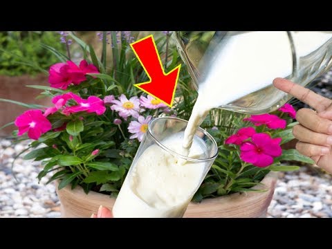 ⭐⭐ Añade LECHE a tus PLANTAS y durarán AÑOS | Fungicida casero | Roya, Oídio, Brotytis, Mildiu