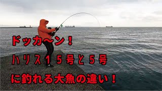堤防でハリス１４号と５号で釣れた大魚の違いに驚いた！！！