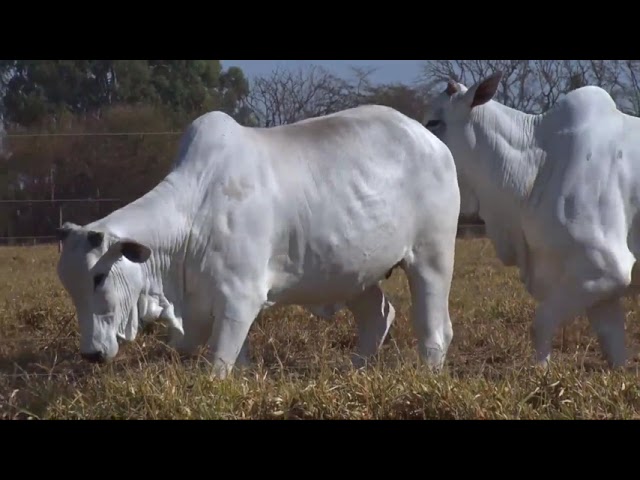 LOTE 06   414 531 1 mp4