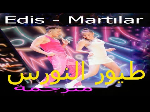 مترجمة   طيور النورس