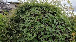 岡恒　刈込鋏　「門型60」を使った刈込作業の様子