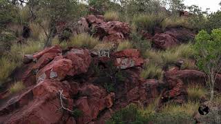 NAMIBIA 2024 | LEOPARD WITH CUB IN THE MOUNTAINS | OKONJIMA NATURE RESERVE