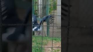 アフリカハゲコウのクラッタリング　千葉市動物公園