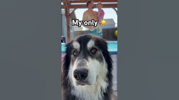 Thumbnail of Why does she look like she’s actually listening to the song 🥹 #dog #dogshorts #shorts #pets #cute