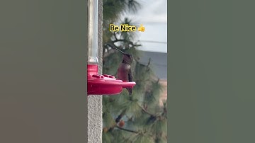 Discover the hidden wonders of the hummingbird