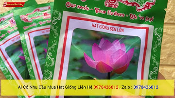 hạt giống sen lớn (sen ta) | 10 Hạt giống hoa sen ta (sen lớn) 3 màu vàng, hồng, trắng