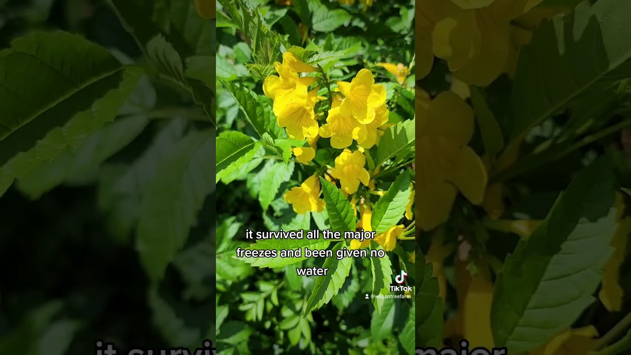 Best Plants For Texas: Esperanza! 