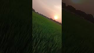 #dhan #subscribe #flowers #subscribe