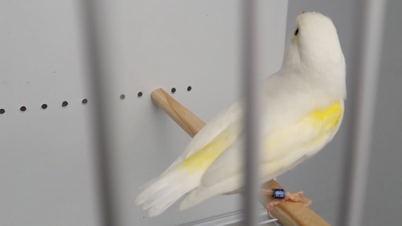 Canary Team - Selezione - Mosaico Giallo,  zone di elezione della linea femminile