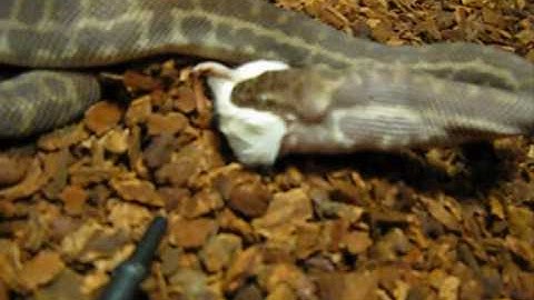 Stimsons Python : Strife Eating