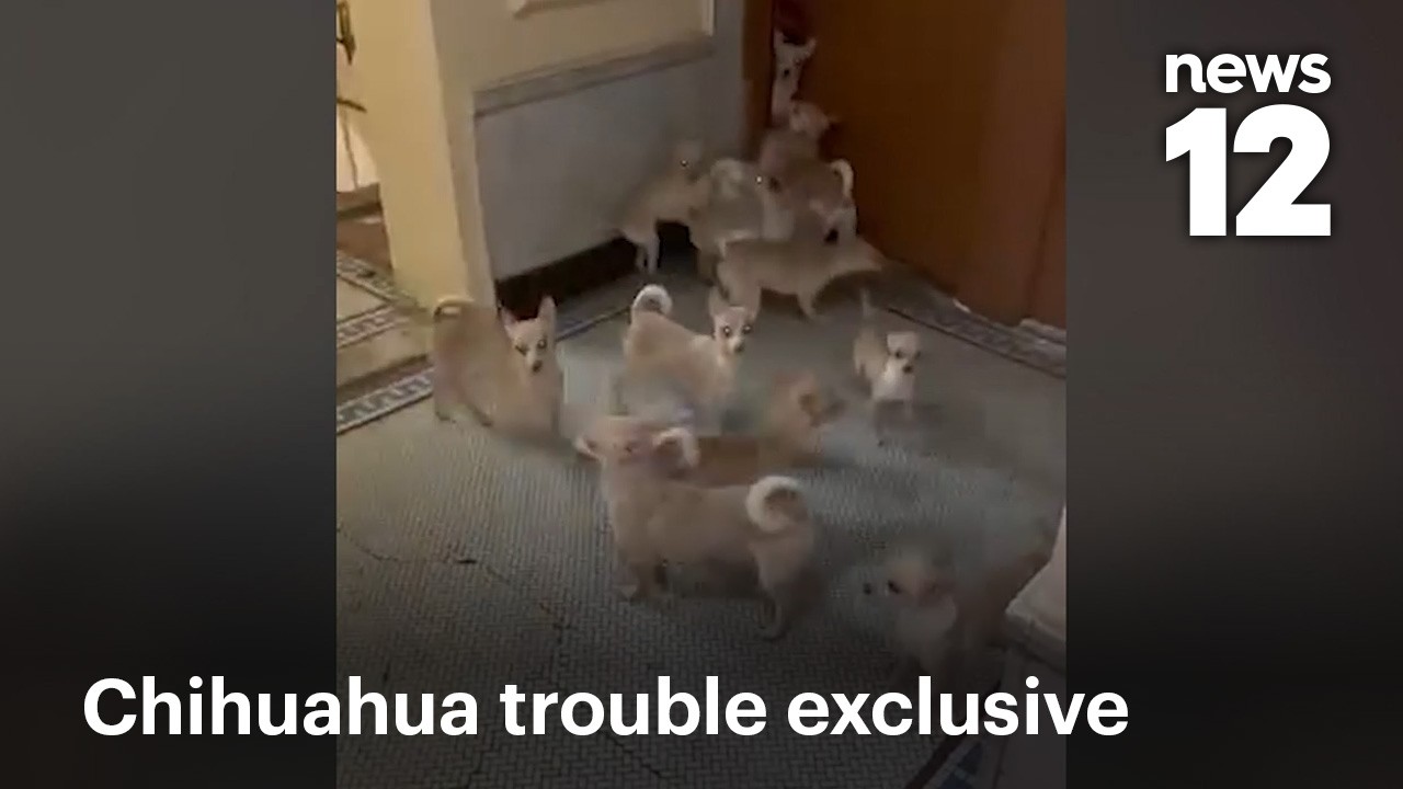 Эксклюзив: Стая чихуахуа сбежала из квартиры в Бронксе, ASPCA подтверждает расследование | News 12
