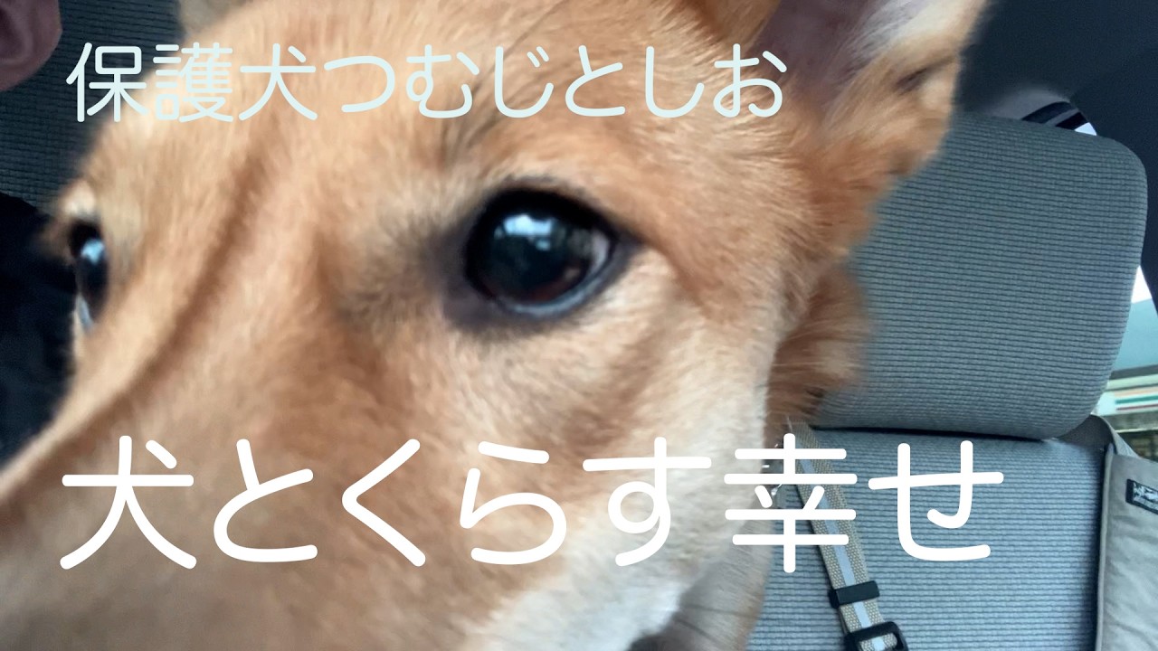 ずぼらな看護師でもできた保護犬つむじとしおとのくらし