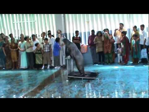 Dolphin City video
