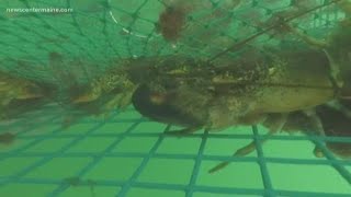 Lobster tariffs hurting lobster dealers