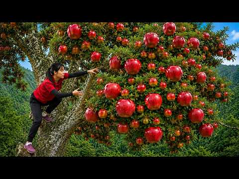 Harvesting Giant Mountain Apple Sweet Apple Grown to Harsh Conditions To Sell !!! | Susan Daily Life