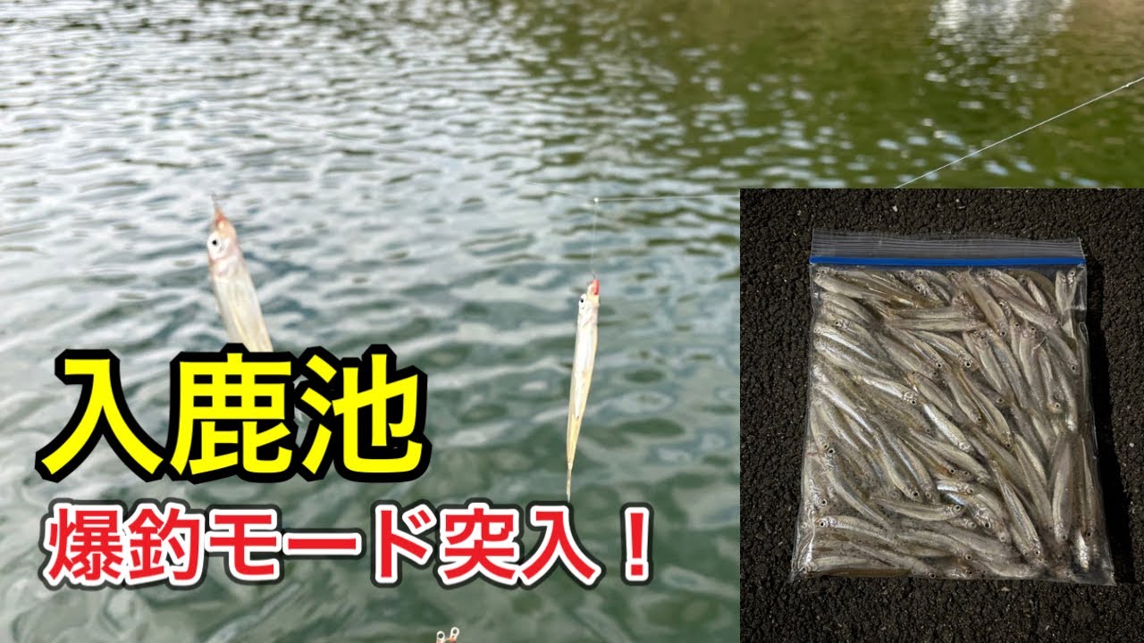 【入鹿池】ワカサギ爆釣モード突入！1日で〇〇〇匹釣った結果…