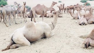 A white camel is sitting in fun on the camel farm | جمل أبيض يجلس في مزرعة الجمال