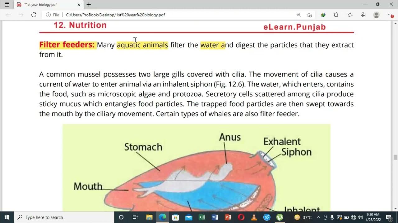 Filter Feeders Chapter 12 Nutrition Fsc part 1 Biology. YouTube
