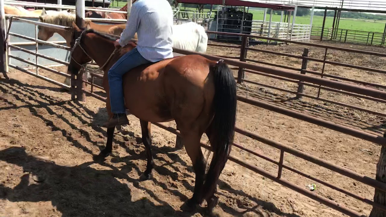 Kansas kill pen YouTube