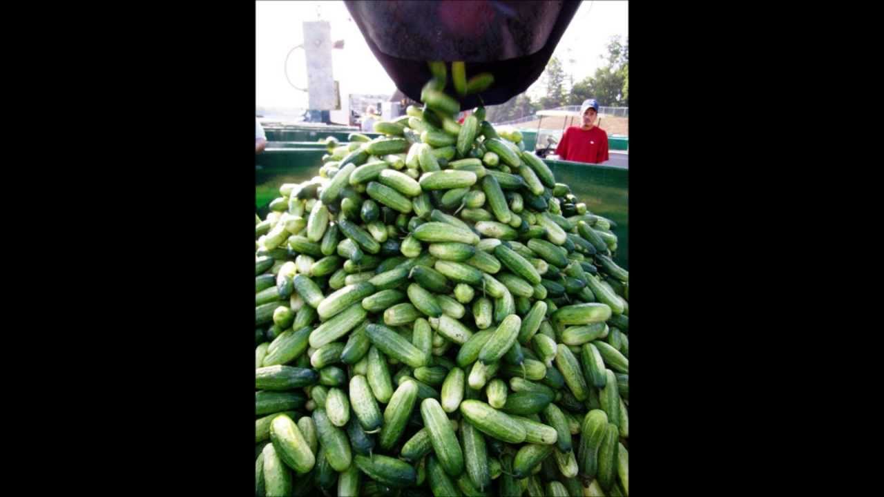 Van Holten's Pickle factory YouTube