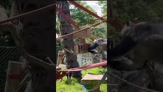 spinning primate feeder, created during a team building event.
