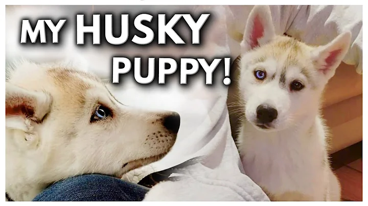 HUSKY PUPPY’S First Day Home! | The Day I Got My Puppy (UNSEEN FOOTAGE) - DayDayNews