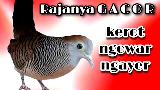 Perkutut Pancingan Kerot Ngowar Ngayer Sangat Ampuh Merangsang Emosi Birahi Bunyi