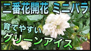 【二番花開花】