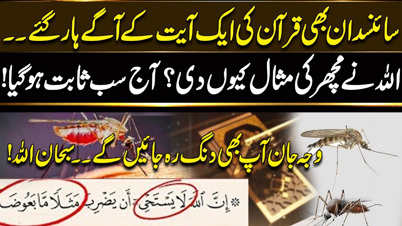 Why Would Allah Give the Example of a Mosquito? Why Did Allah Create ...