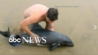 Rescue of Young Dolphin Caught on Video