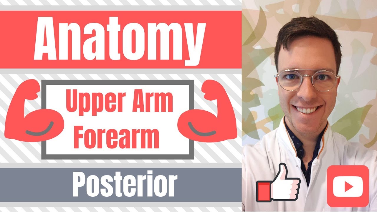 supinator crest Arm and Forearm Muscle Anatomy: Posterior