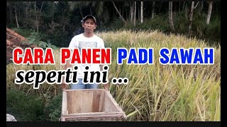 CARA PANEN PADI DI SAWAH DENGAN MENGGUNAKAN TONG