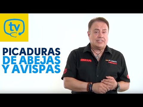 Cómo actuar ante picaduras de abejas y avispas