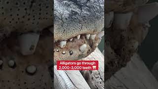 Alligator Baby Teeth 🥹🦷🐊 #shorts #alligator