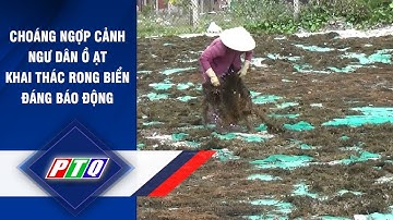 Choáng ngợp cảnh ngư dân ồ ạt khai thác rong biển đáng báo động  | PTQ