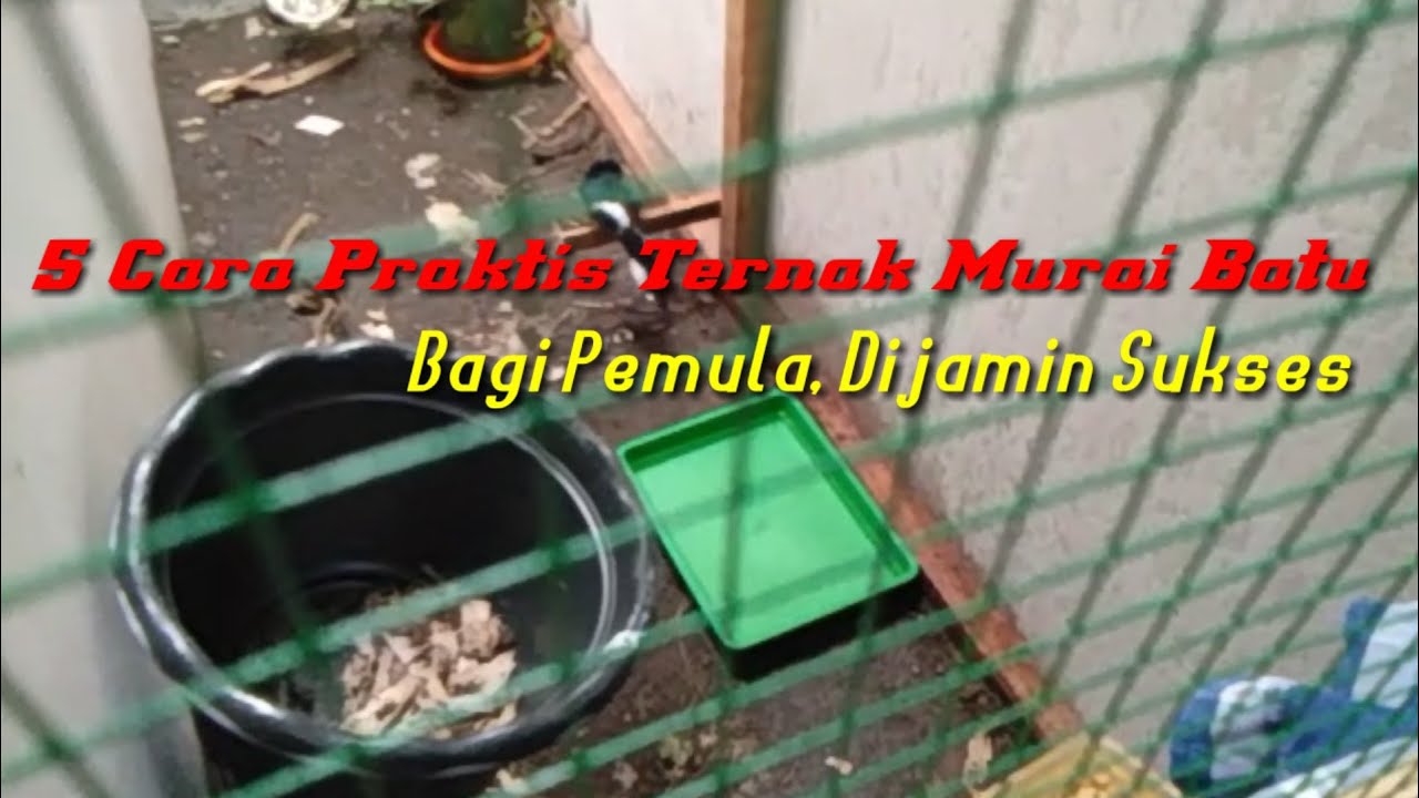 Cara Ternak Murai Batu Modern Bagi Pemula, Dijamin Sukses 