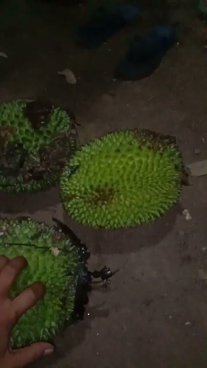 di kaduan hela yeh.          #jalanyangjauhjanganlupapulang