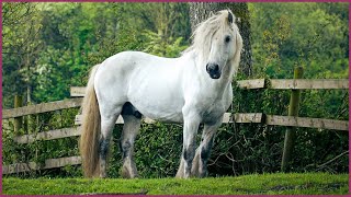 Beautiful Stallions Around The World - A Relaxing Video For Horse Lovers